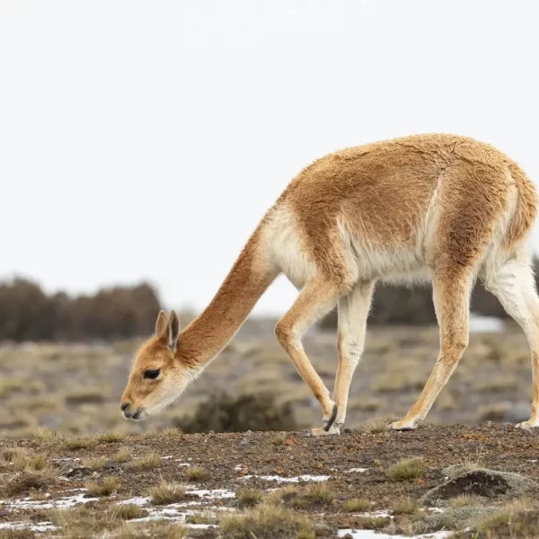 Una vicuña pastando tranquilamente en los Andes peruanos, fuente de la fibra natural más fina y valiosa del mundo.