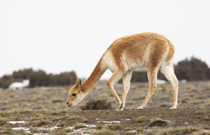 A vicuña grazing peacefully in the Peruvian Andes, source of the world’s finest and most valuable natural fiber.