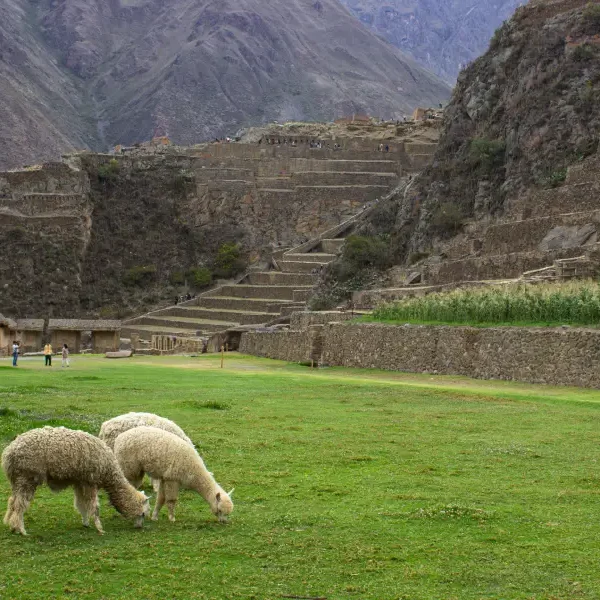 Sacred Valley landscape during a luxury Machu Picchu private tour 4 days with alpacas and Inca terraces