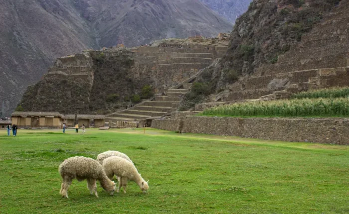 Sacred Valley landscape during a luxury Machu Picchu private tour 4 days with alpacas and Inca terraces