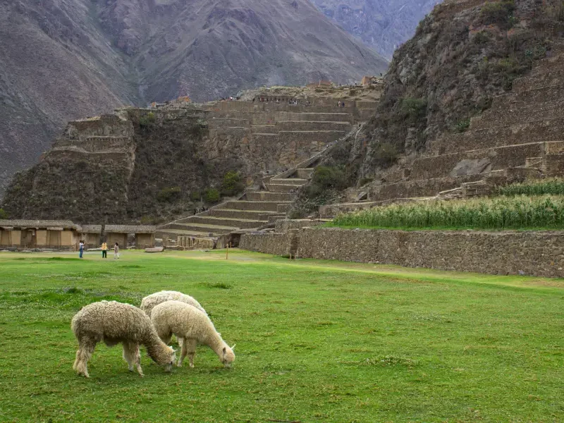 Sacred Valley landscape during a luxury Machu Picchu private tour 4 days with alpacas and Inca terraces
