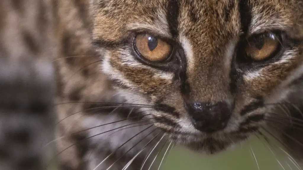 New Wild Cat Species in Bolivia – Meet Leopardus tilcayo